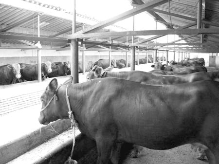 產(chǎn)業(yè)發(fā)展看平?jīng)觥捌經(jīng)黾t?！眽?nèi)開花墻外紅