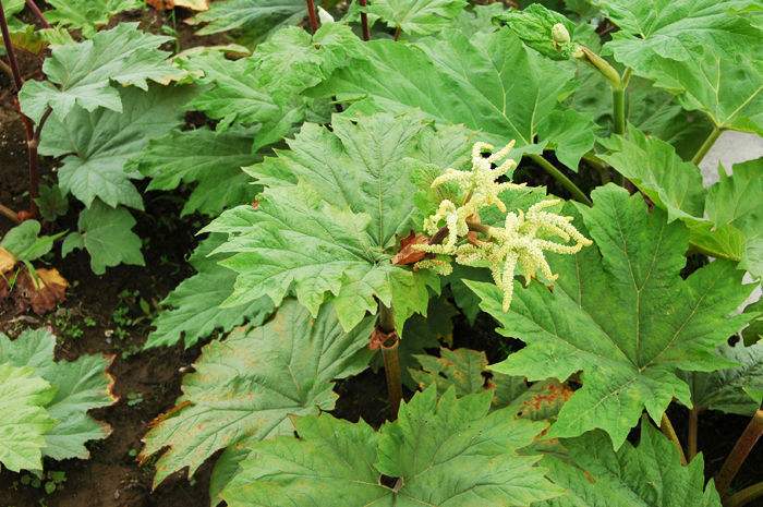 走俏國際市場(chǎng)—隴南禮縣不斷擴(kuò)大大黃種植規(guī)模