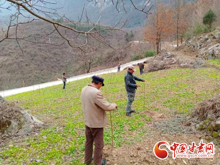 【甘肅全民戰(zhàn)“疫”】戰(zhàn)“疫”中，隴南稻坪的春天