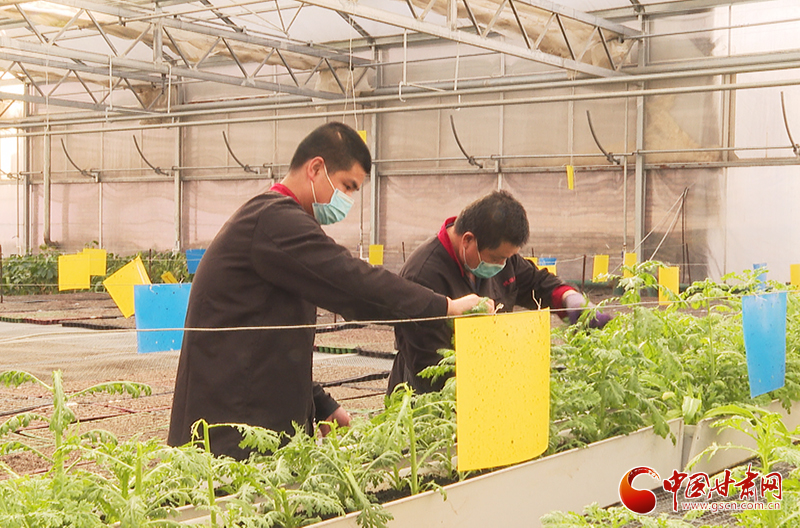 甘肅臨澤：訂單農業(yè)穩(wěn)增收 農戶致富信心足（圖）