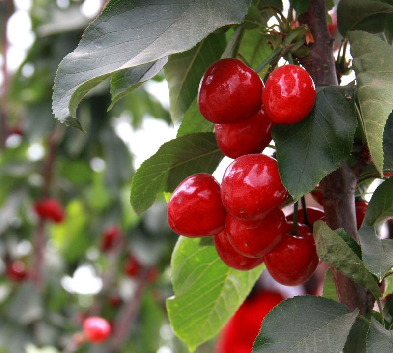 趕緊約起來！民勤紅旗谷櫻桃采摘園開園啦！