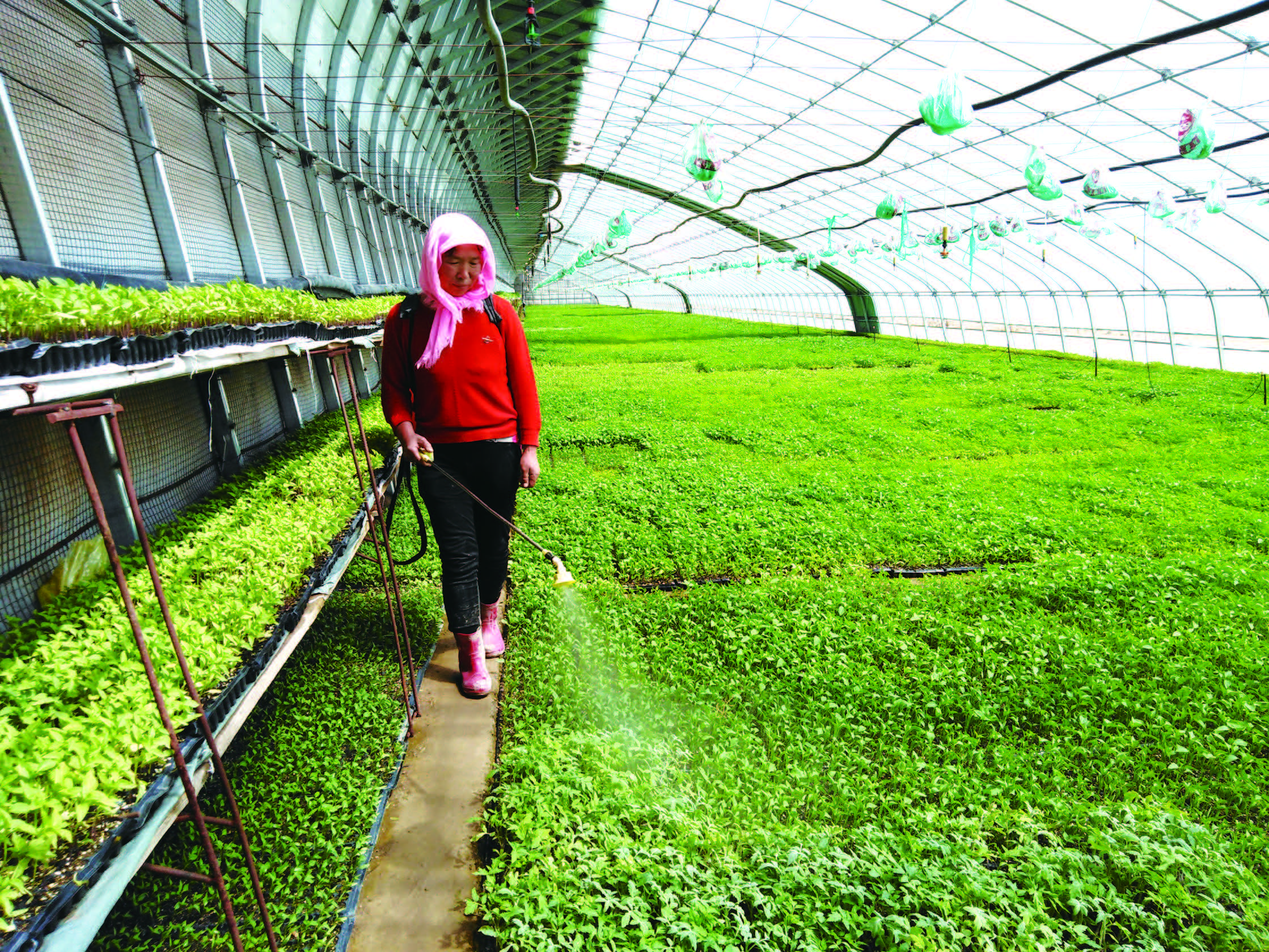 金川區(qū)雙灣鎮(zhèn)龍口村千畝戈壁農業(yè)產業(yè)園著 力打造“四園區(qū)四基地一中心”戈壁生態(tài)農業(yè)產業(yè)