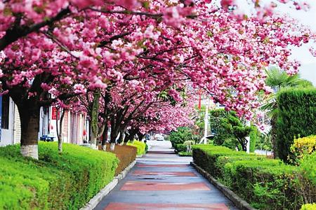 【印象隴原】去兩當(dāng)，與櫻花赴約