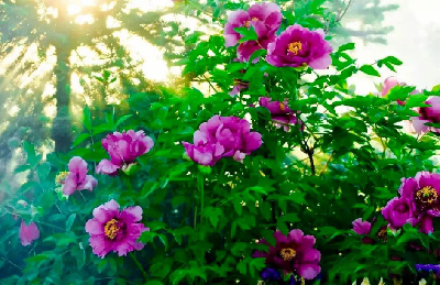 【“甘味”故事】“百花王”駕到！國色傾城正當時