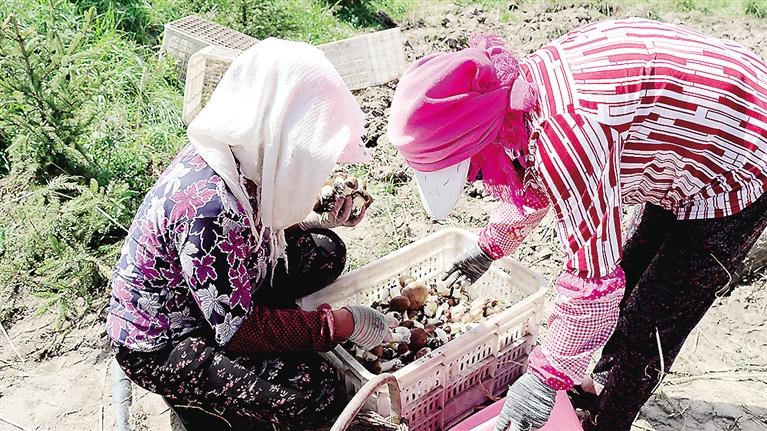 菌中之“王”找到大好“疆土”