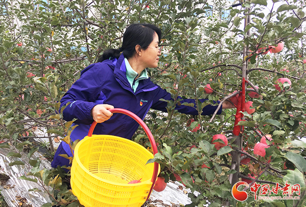 甘肅靈臺鄉(xiāng)村旅游采摘體驗(yàn)活動啟動