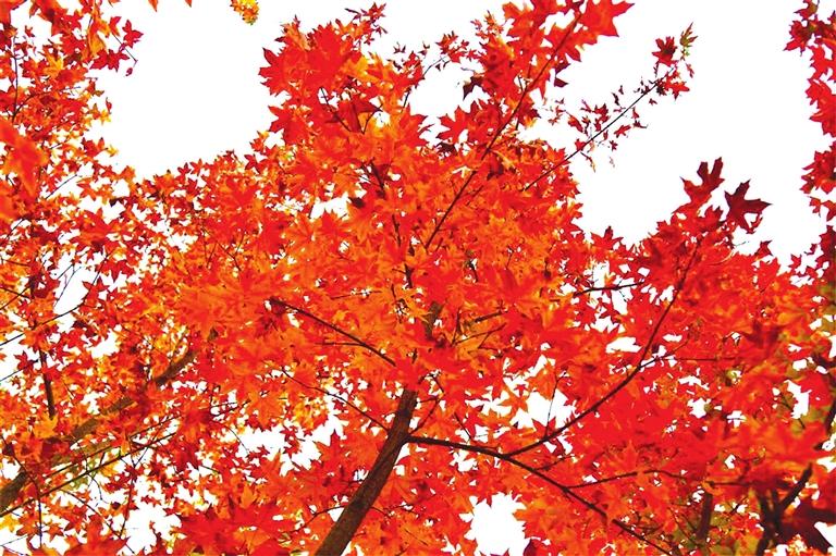 出彩啦！蘭州高校秋景驚艷來(lái)襲，快到秋日調(diào)色盤里pick你的母校