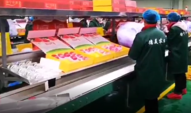 【獨(dú)家視頻】快訊丨甘肅省委副書記、代省長任振鶴在靜寧縣調(diào)研蘋果產(chǎn)業(yè)發(fā)展