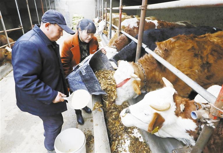 我和我的家鄉(xiāng)丨定西臨洮縣黨家墩村：“?！碑a(chǎn)業(yè)帶來“牛”日子