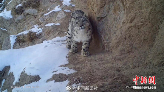 精靈漫步！甘肅阿克塞祁連山深處現(xiàn)雪豹身影