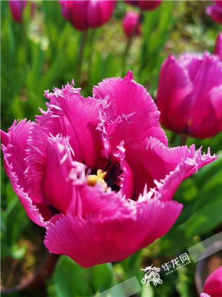 特色郁金香品種，花邊呈鋸齒狀。華龍網(wǎng)—新重慶客戶端記者 舒婷 攝