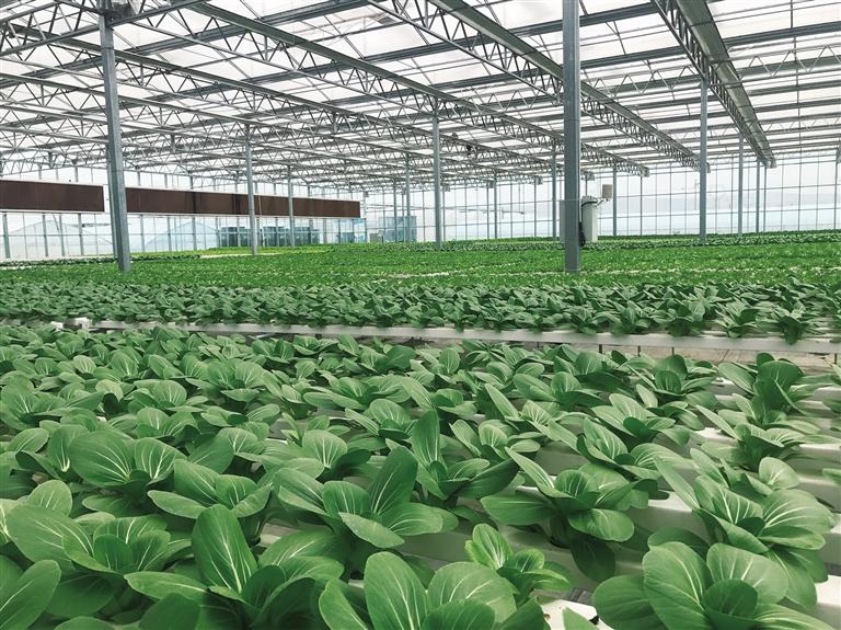 榆中做大做強高原夏菜產(chǎn)業(yè) 高品質蔬菜走進千家萬戶