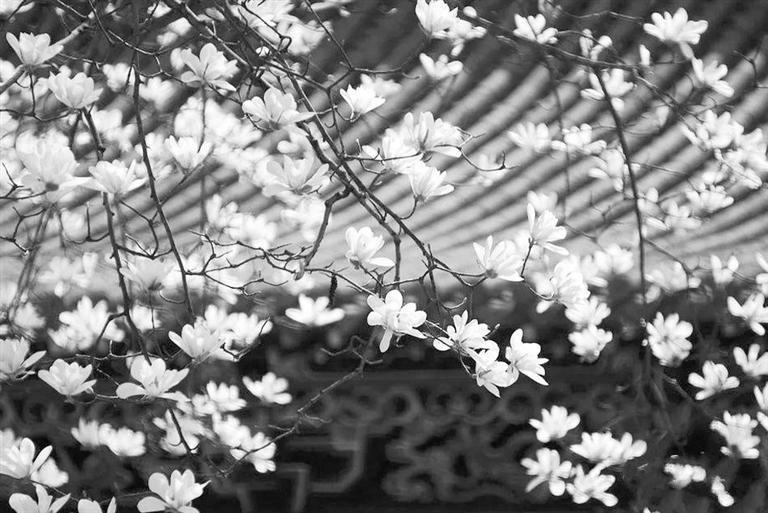 天水雙玉蘭堂，吟杜甫詩 煎泉水茶 賞白石書法