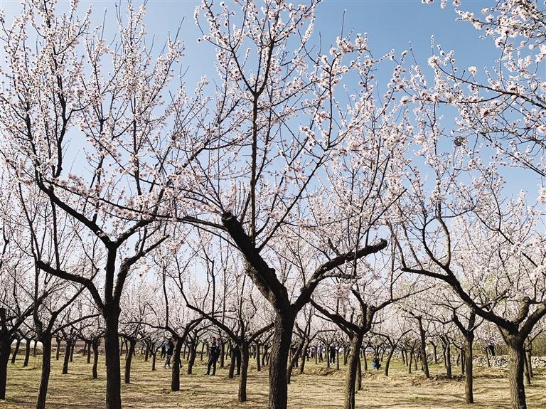 唐汪川的杏花開了！周邊游再添好去處