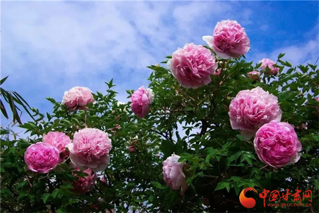 【五一游甘肅】暢游“臨洮縣紫斑牡丹文化旅游節(jié)”，這份攻略請收下！