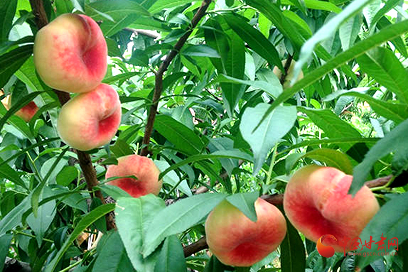 【小康圓夢(mèng)·看甘肅】瓜州：蟠桃高高掛滿枝 鄉(xiāng)村振興致富果