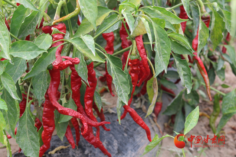 【小康圓夢(mèng)·看甘肅】高臺(tái)羅城鎮(zhèn)：“辣”出產(chǎn)業(yè)路 “椒”出致富經(jīng)