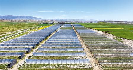 武威天?？h松山鎮(zhèn)德吉新村秀珍菇科技產(chǎn)業(yè)園初具規(guī)模