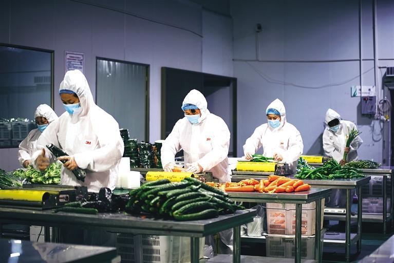 力保蘭州城區(qū)蔬菜供應 榆中縣每天保證凈菜出庫品類達20余種數(shù)量超30噸