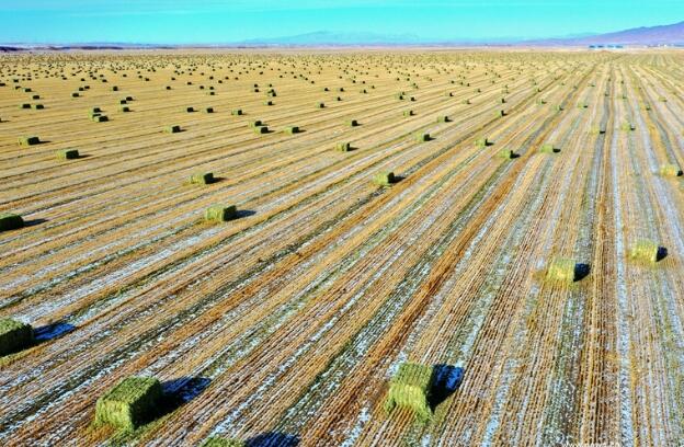 【“飛閱”中國】瞰！山丹馬場撒“青豆”