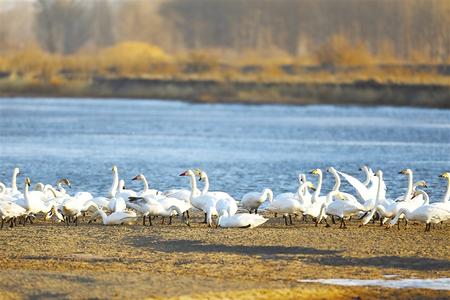 高臺濕地：生態(tài)美 天鵝棲