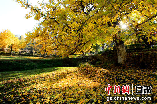 隴南徽縣銀杏樹最美的時(shí)候，當(dāng)屬每年的10月至11月。圖為樹葉已染黃的銀杏樹。張承榮 攝