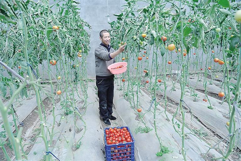 臨夏縣尹集、刁祁鎮(zhèn)易地扶貧搬遷后續(xù)產(chǎn)業(yè)園有日光溫室534座