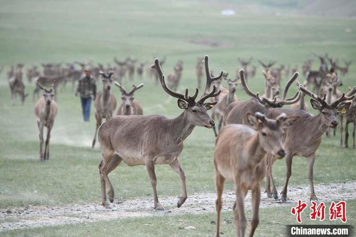 圖為肅南縣馬鹿養(yǎng)殖場內的鹿群。　楊艷敏 攝
