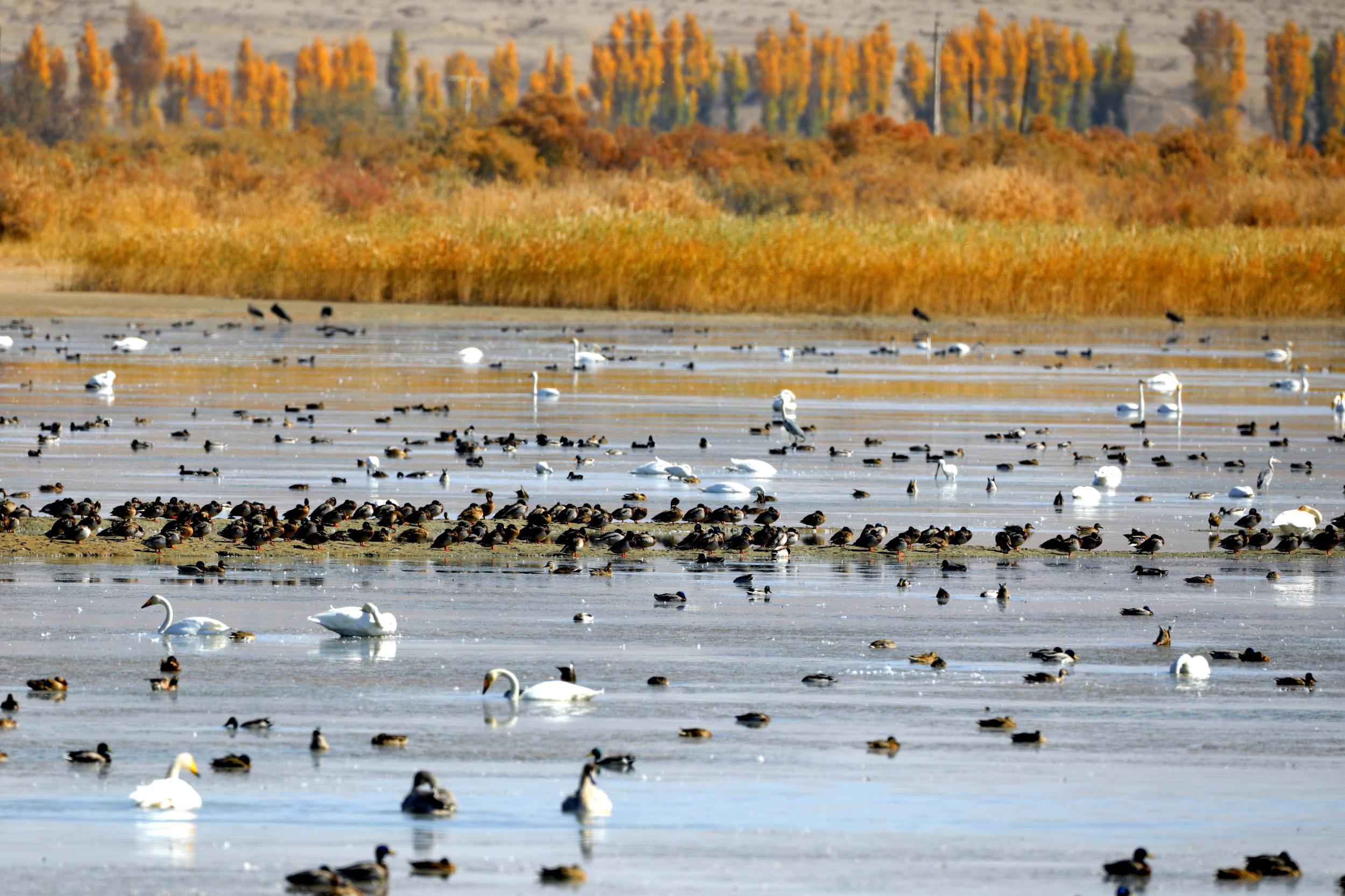 天鵝飛抵高臺(tái)縣黑河濕地嬉戲覓食、棲息越冬。尹昭霞攝