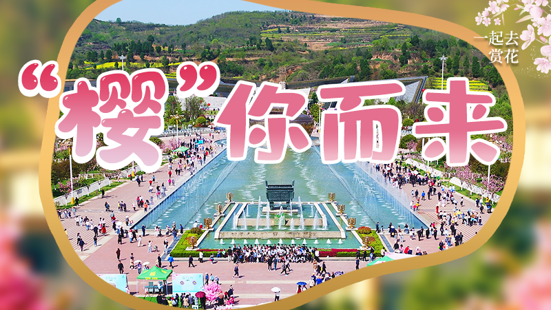 海報(bào)|春色爛漫，一組海報(bào)“云賞”櫻花盛開