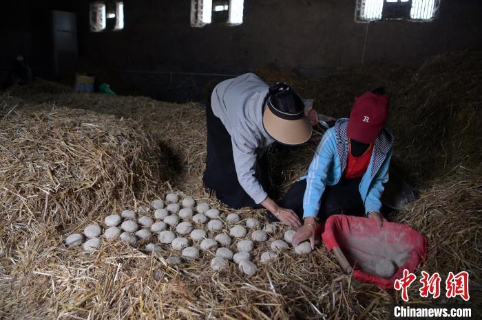 酒曲成型之后入曲房，入室之前要灑水，再鋪青稞草，防止曲塊的水分被吸走，曲房內有通風道、窗戶、暖氣、電熱爐等各種控制曲房溫度的設備。圖為5月10日，工作人員將成型的曲塊搬運到曲房。九美旦增　攝