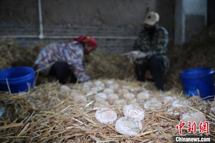 酒曲從曲坯入房培養(yǎng)到培養(yǎng)結束，整個培養(yǎng)周期控制在4至8天，曲坯的要求光滑，軟硬適宜，手按曲坯不松散，結實，薄厚一致。圖為5月10日，工作人員準備將培養(yǎng)好的曲坯拿到外面晾曬。九美旦增　攝