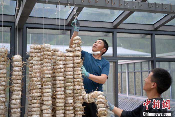 圖為5月10日，工作人員將用青稞面和青稞草等制成的曲坯用繩子串起來晾曬。九美旦增　攝