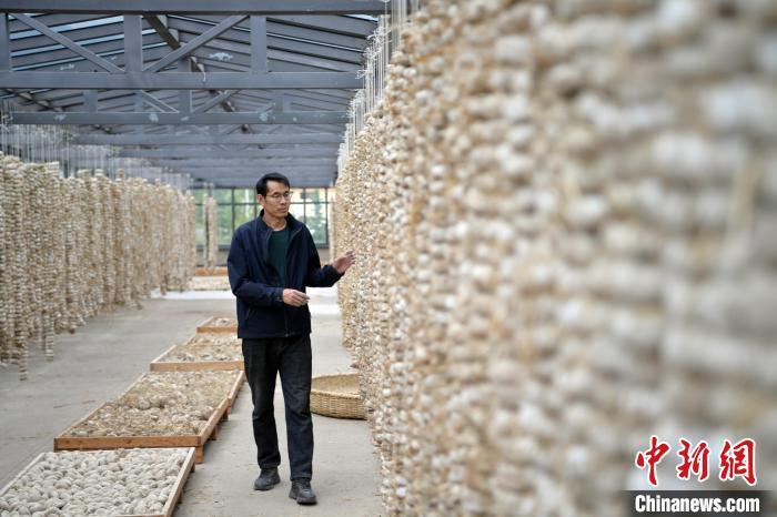 圖為5月10日，工作人員檢查晾曬的曲胚。九美旦增　攝