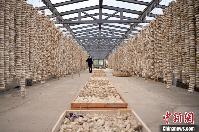 圖為5月10日，工作人員檢查晾曬的曲胚。九美旦增　攝