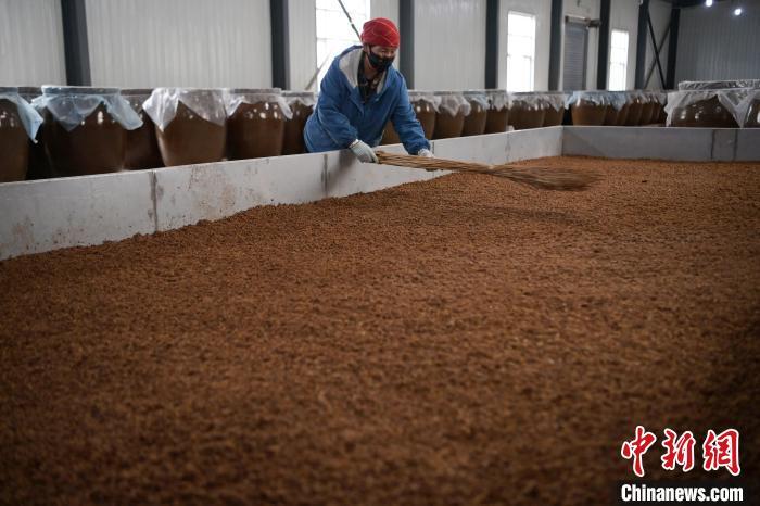 圖為5月10日，工作人員整理鋪撒的酒醅。九美旦增　攝