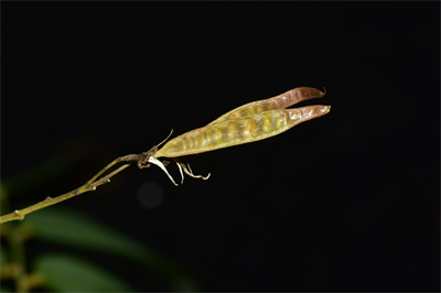 小花香槐 (15).JPG