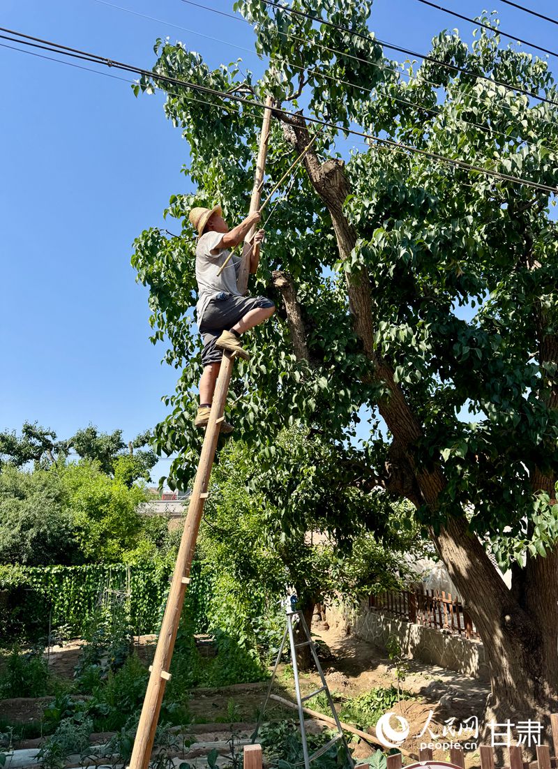 什川古梨園果農(nóng)魏至玉正踩著蜈蚣梯修剪自家的百年梨樹。人民網(wǎng)記者 焦隆攝