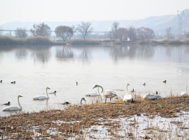 黃河蘭州段興起“天鵝經(jīng)濟(jì)”