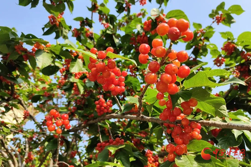 西和：特色農(nóng)業(yè)“織”就鄉(xiāng)村振興錦繡畫(huà)卷