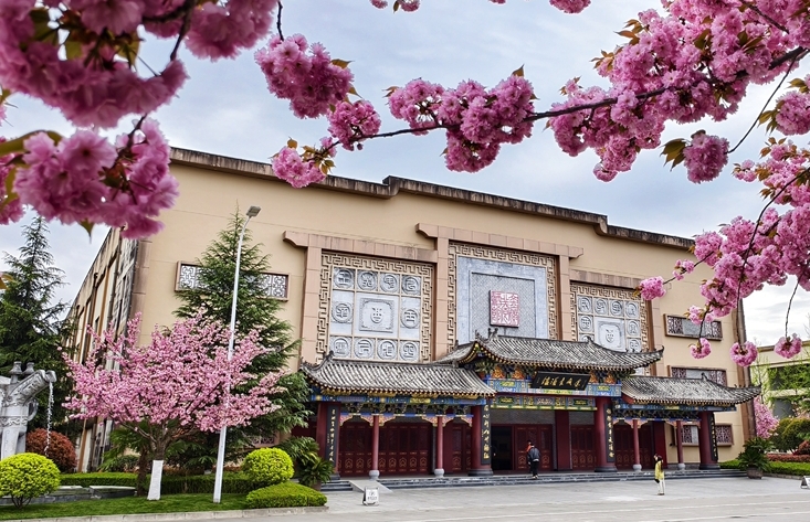 圖集｜“櫻”你而美，共赴金徽春日之約